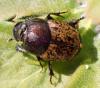 Onthophagus sp.
